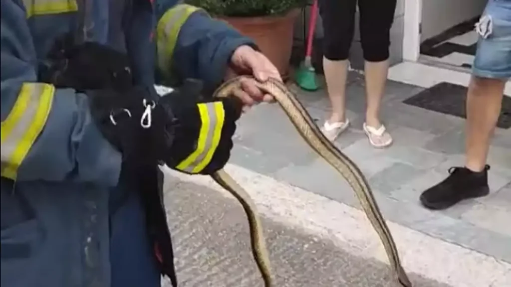 Λάρισα: Τολμηρός πυροσβέστης πιάνει με τα χέρια του φίδι που μπήκε σε σπίτι [βίντεο] - ΝΕΑ