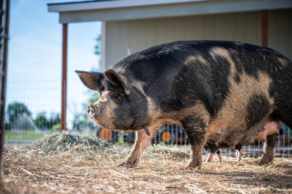 Συναγερμός σε κτηνοτροφικές μονάδες στην βόρεια Ελλάδα - Νεκρά γουρούνια από «αφρικανική πανώλη» - ΝΕΑ