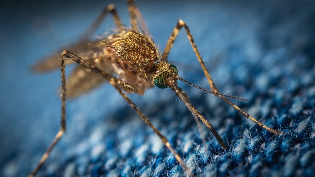 Ιός Δυτικού Νείλου: Σε εγρήγορση οι αρχές για την εμφάνιση κουνουπιών -Τι πρέπει να προσέχουμε - ΝΕΑ
