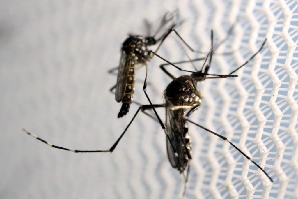 Συναγερμός στην Ευρώπη: Ξεκίνησε η επέλαση των κουνουπιών – Οι ασθένειες που μεταδίδονται με ένα τσίμπημα - ΝΕΑ