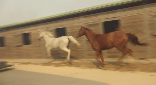 Ανάβυσσος: Μεταφέρθηκαν, με ασφάλεια, τα άλογα από τον ιππικό όμιλο - ΕΛΛΑΔΑ