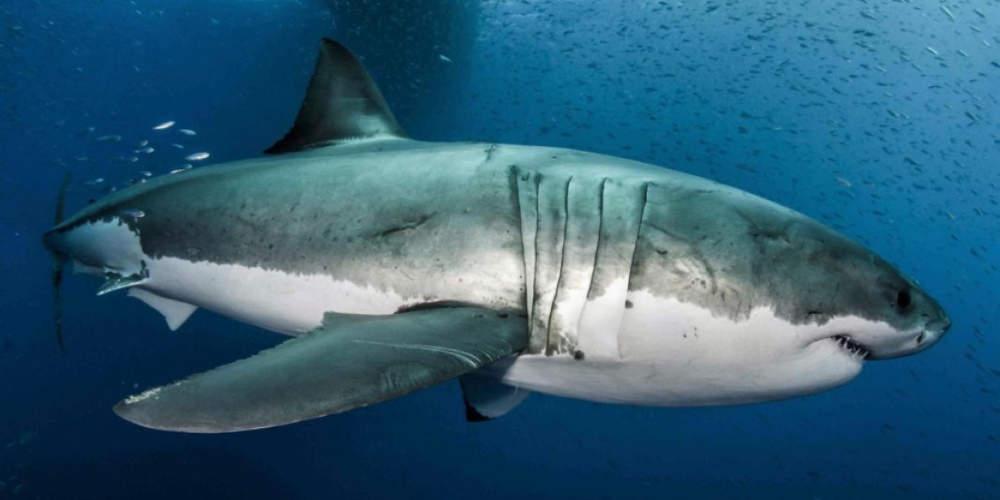 Φλόριντα: Καρχαρίες και πέστροφες έχουν εθιστεί στα... ναρκωτικά που βρίσκουν στον βυθό - Δείτε τις μελέτες - LIFESTYLE