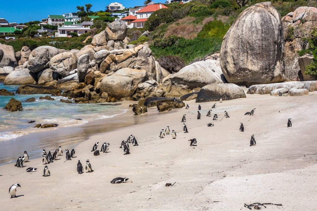 Ουρουγουάη: 2.000 πιγκουίνοι βρέθηκαν νεκροί μέσα σε 10 μέρες - «Ξεβράστηκαν με άδεια στομάχια» - ΝΕΑ