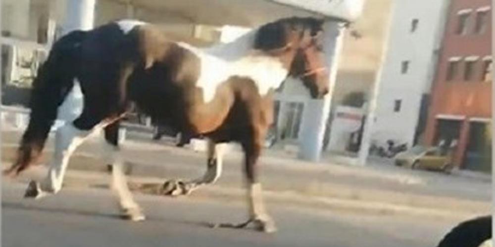 Φρίκη στον Βόλο: Αλλοδαπός φέρεται να αποπειράθηκε να βιάσει άλογο! - ΕΛΛΑΔΑ