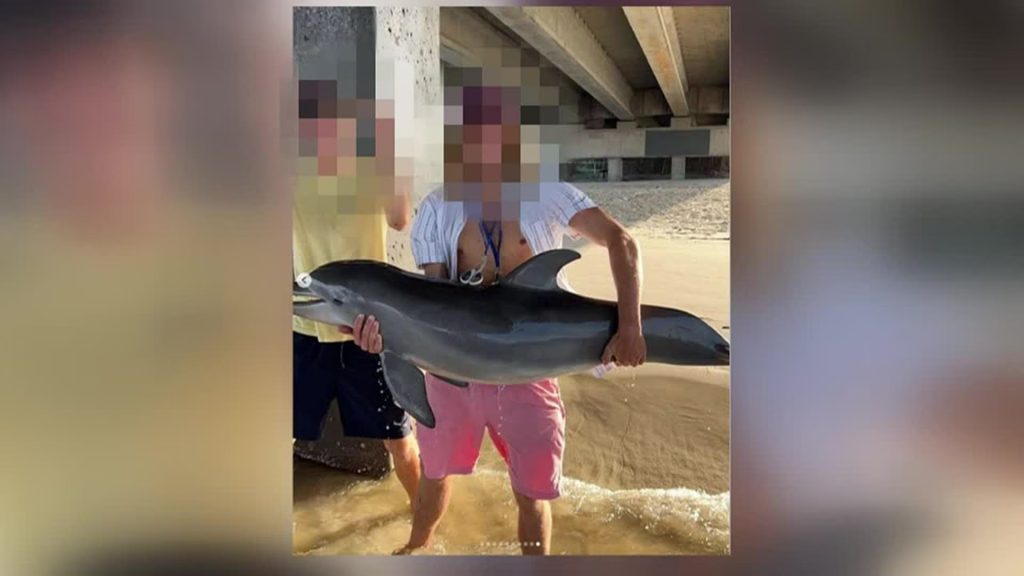 Έφηβος έβγαλε δελφίνι από το νερό για selfie και αυτό πέθανε - Απειλές για τη ζωή του δέχεται ο 19χρονος - ΔΙΕΘΝΗ