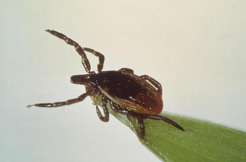 Τι είναι η νόσος του Lyme από την οποία πάσχει η Μπέλα Χαντίντ - ΝΕΑ