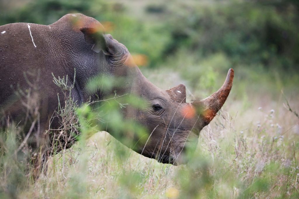 Τρόμος σε ζωολογικό κήπο της Αυστρίας - Ρινόκερος σκότωσε φύλακα και τραυμάτισε σοβαρά τον σύζυγό της - ΔΙΕΘΝΗ