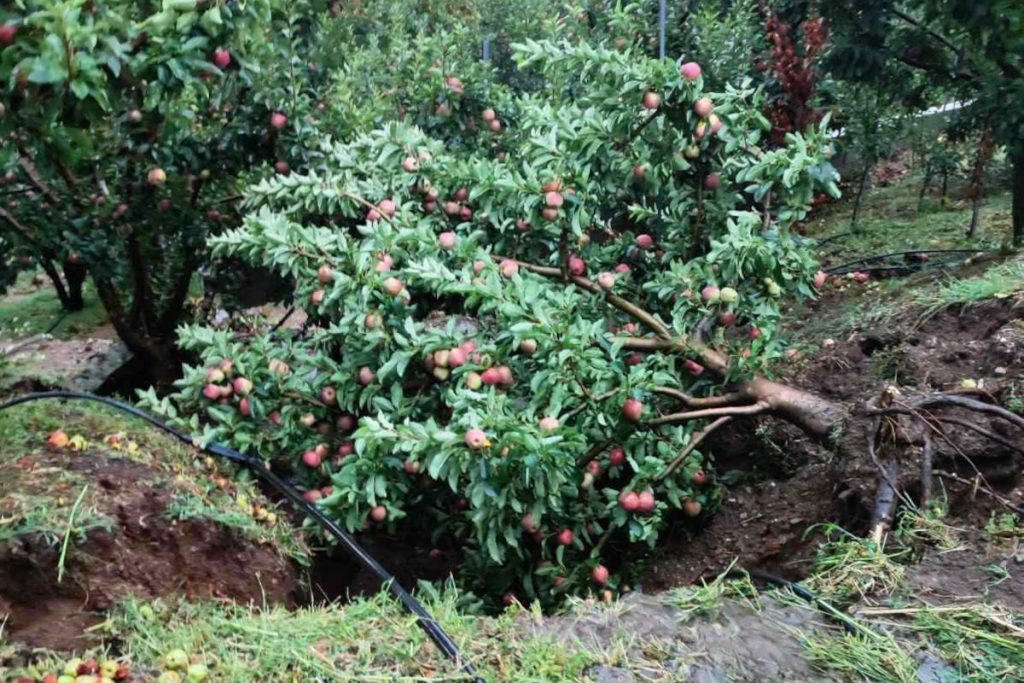 Μεγάλο το πλήγμα από τις πλημμύρες: Χιλιάδες εκτάσεις φρούτων και λαχανικών καλλιεργούνται στην Θεσσαλία - ΕΛΛΑΔΑ