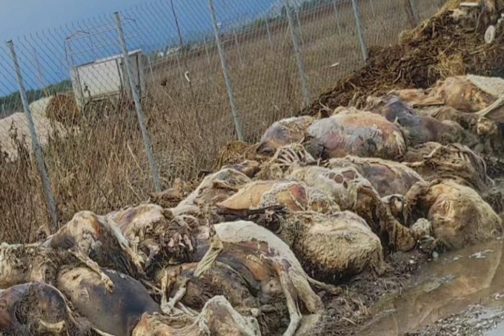 Τρίκαλα: Εισαγγελική παρέμβαση για τα δεκάδες νεκρά ζώα έξω από κτηνοτροφική μονάδα - ΕΛΛΑΔΑ