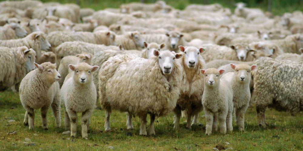 «Τα πρόβατα από την κάνναβη πηδούσαν πιο ψηλά από τα κατσίκια» - Τι αποκάλυψε ο ιδιοκτήτης της καλλιέργειας - ΕΛΛΑΔΑ
