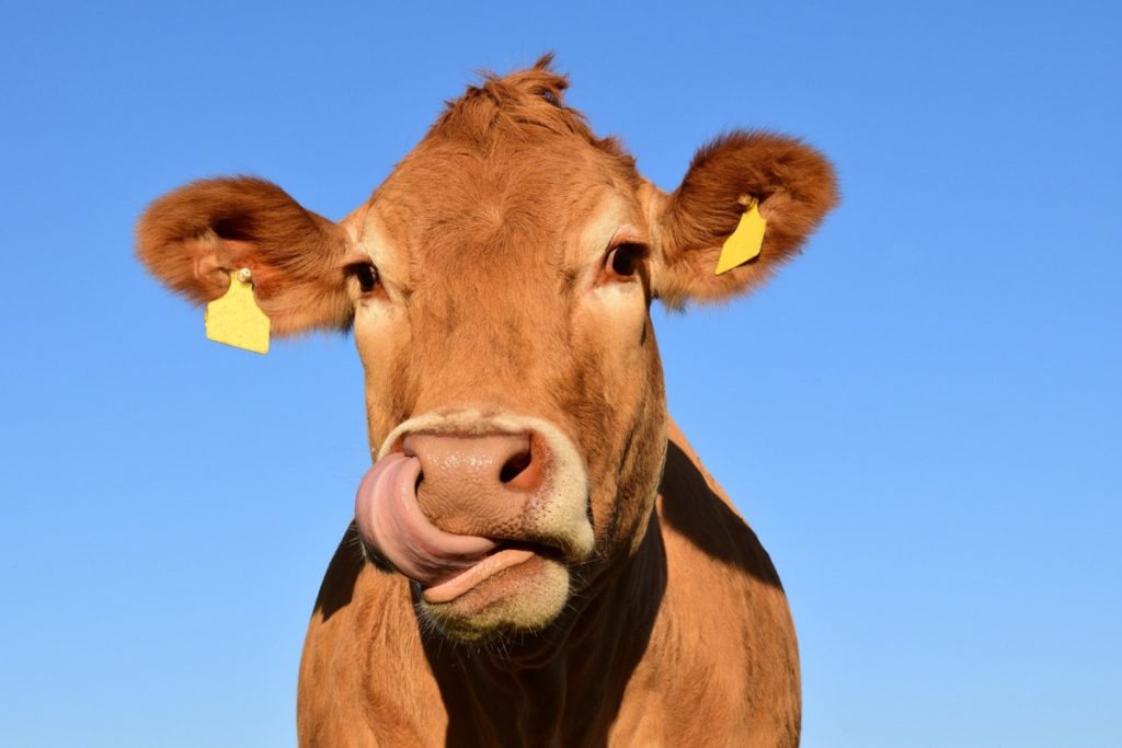 Αλλαγή ώρας 2023: Πώς επηρεάζει τις αγελάδες και γιατί βγαίνουν από τη ζώνη άνεσής τους - ΕΛΛΑΔΑ