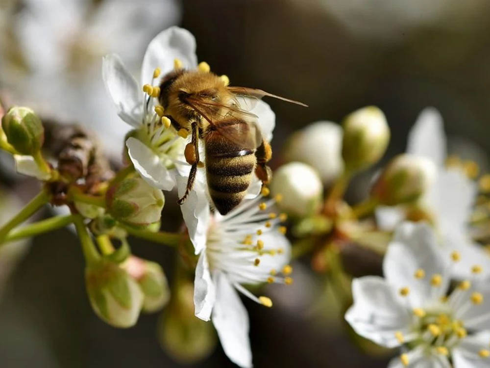 Η Περιφέρεια Πελοποννήσου στο 14ο Φεστιβάλ Ελληνικού Μελιού και προϊόντων μέλισσας τον ερχόμενο Δεκέμβριο στην Αθήνα - ΠΕΛΟΠΟΝΝΗΣΟΣ