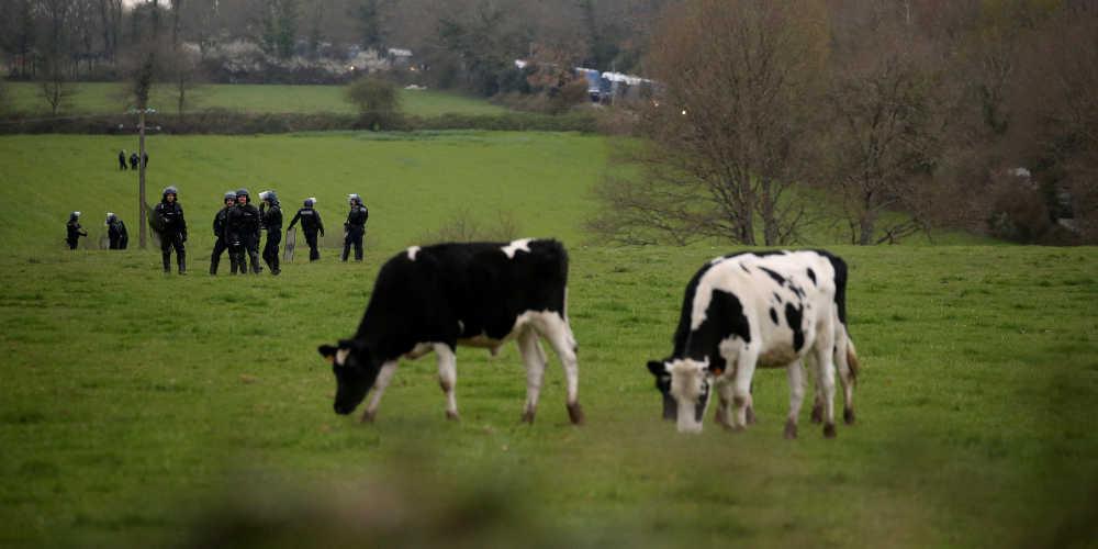 Δημοψήφισμα στην Ελβετία για τα… κουδούνια των αγελάδων - ΕΛΛΑΔΑ