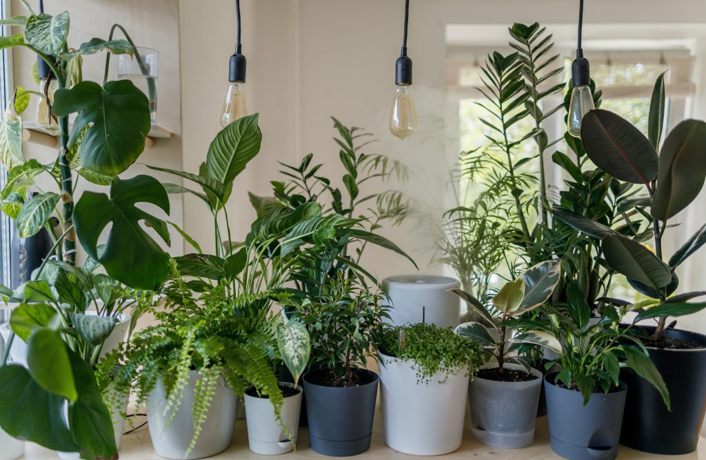 Τα 5 φυτά που φέρνουν καλοτυχία στο σπίτι και πρέπει να τα έχουμε όλοι - LIFESTYLE