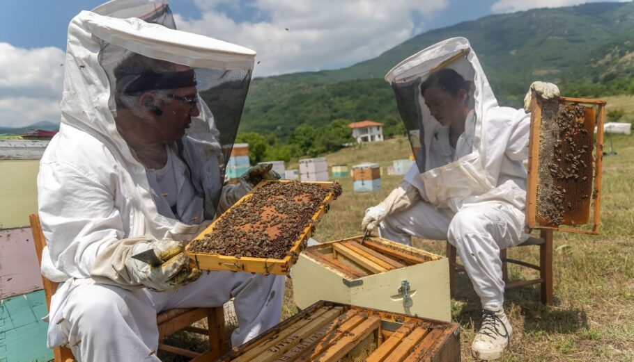 Σε κινητοποιήσεις προχωρούν οι μελισσοκόμοι της Πελοποννήσου - ΕΛΛΑΔΑ