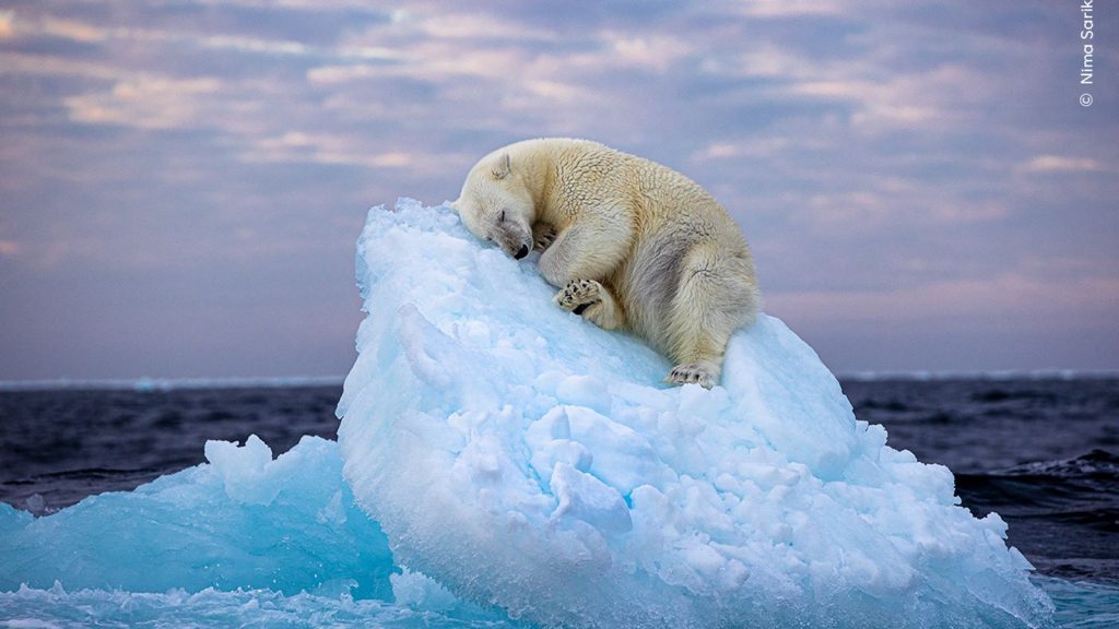 Wildlife Photographer of the Year : Μια Πολική αρκούδα που κοιμάται κέρδισε το διαγωνισμό. - ΔΙΕΘΝΗ