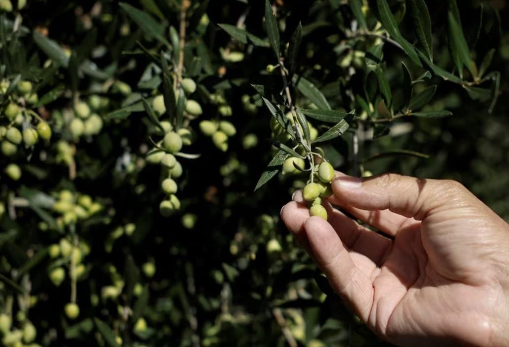 Ελαιόλαδο: Πρόωρη ανθοφορία των ελαιόδεντρων σε όλη τη Μεσόγειο - Τι λένε οι γεωπόνοι - ΕΛΛΑΔΑ