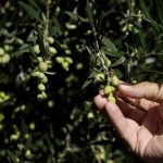 Ελαιόλαδο: Πρόωρη ανθοφορία των ελαιόδεντρων σε όλη τη Μεσόγειο – Τι λένε οι γεωπόνοι