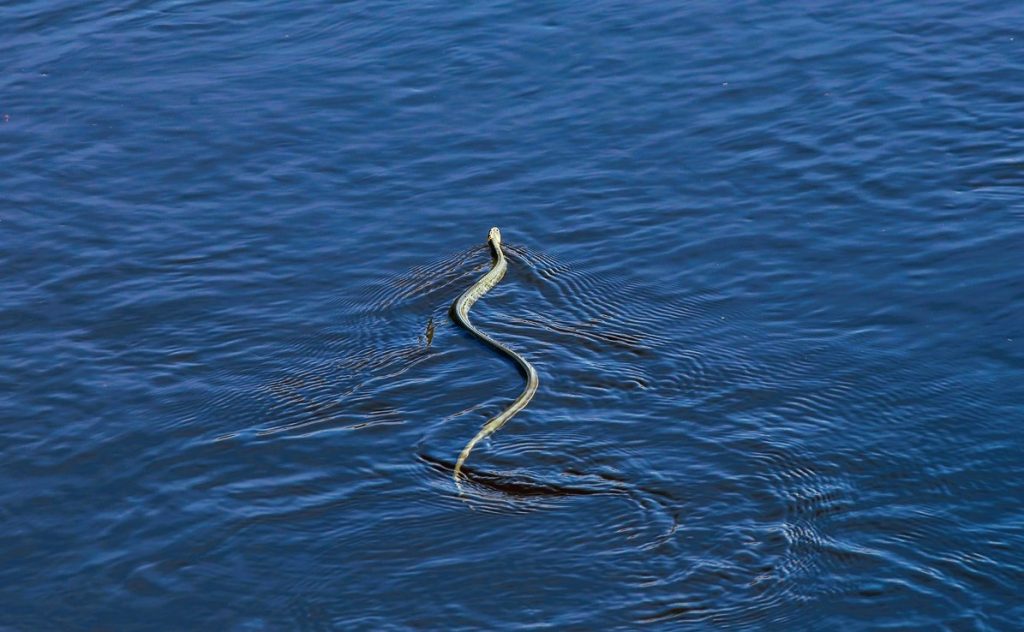 Βόλος: Φίδι τσίμπησε γυναίκα ενώ ήταν μέσα στη θάλασσα - ΕΛΛΑΔΑ