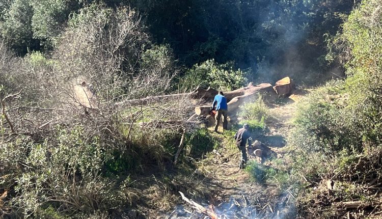 Απομάκρυνση-ξερών-πλατάνων-ποταμού-Νέδοντα
