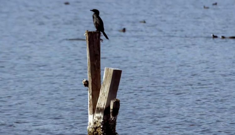 Μια-τετραήμερη-συνάντηση-στη-λιμνοθάλασσα-του-Αιτωλικού