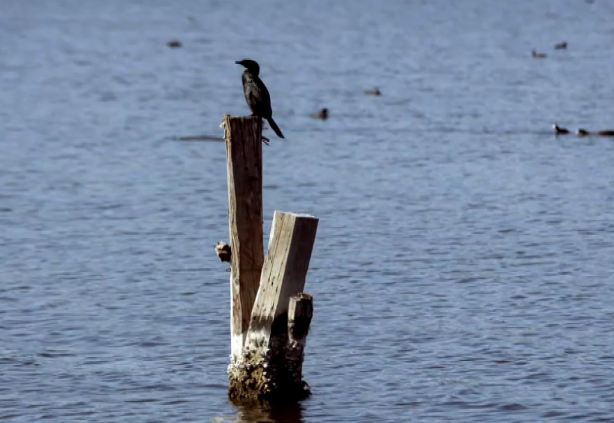 vanishing-landscapes:-Μια-τετραήμερη-συνάντηση-στη-λιμνοθάλασσα-του-Αιτωλικού