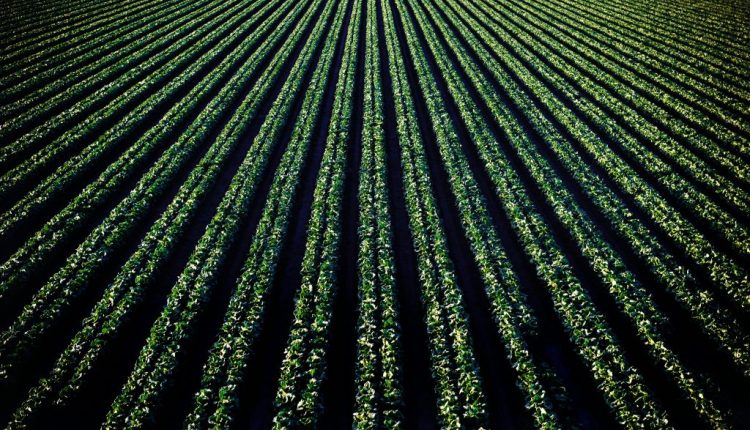 Ζιζανιοκτόνα-με-ασφάλεια-Τι-πρέπει-να-γνωρίζουν-οι-παραγωγοί