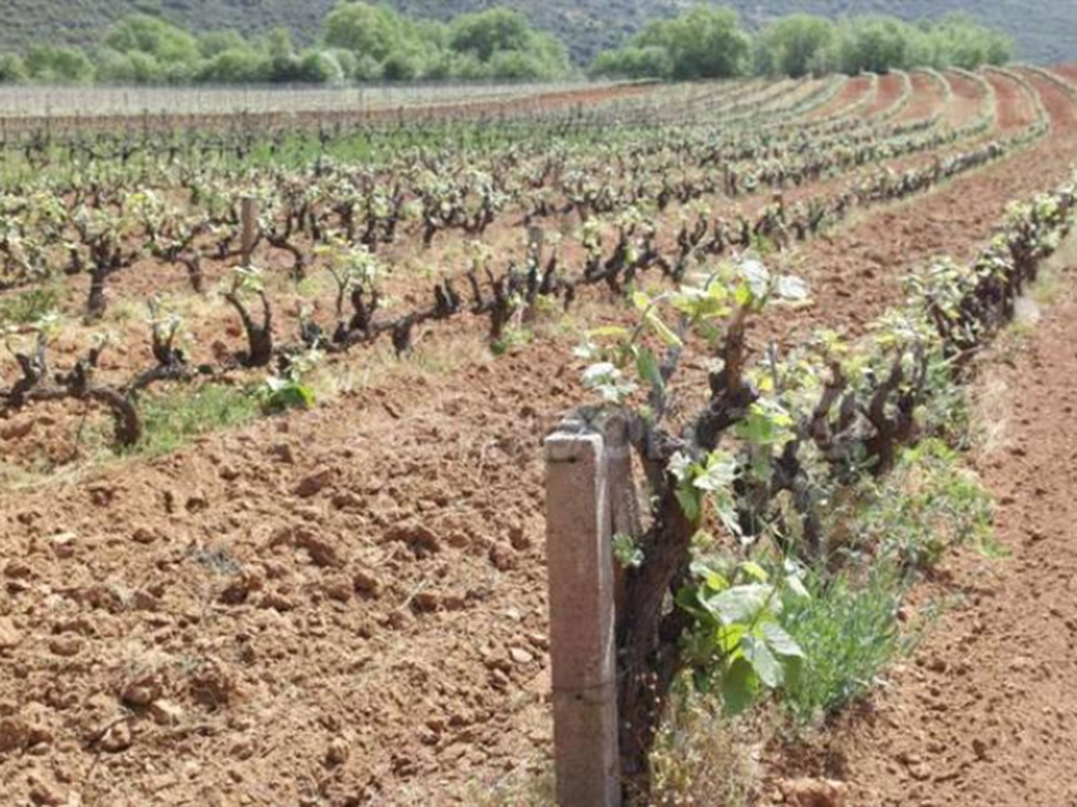 Αναδιάρθρωση-και-μετατροπή-αμπελώνων-για-την-περίοδο-2025-2026-–-Περιφέρεια-Πελοποννήσου