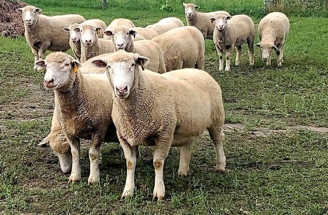 Ηράκλειο-Κρήτης:-Υγειονομικός-Κίνδυνος-από-Απόρριψη-Νεκρού-Προβάτου-σε-Κάδο-Απορριμμάτων