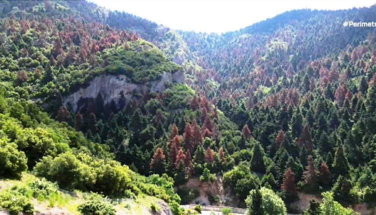 Γιατί-ξεραίνονται-τα-έλατα-στην-Πελοπόννησο;