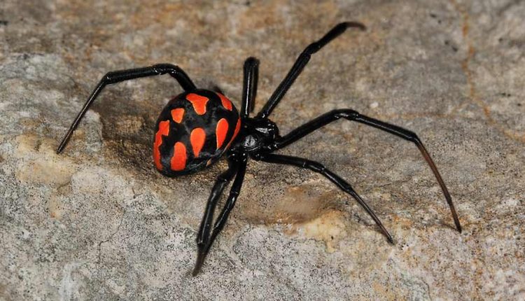 Αγρίνιο:-Στο-Νοσοκομείο-65χρονη-από-τσίμπημα-«μαύρης-χήρας»