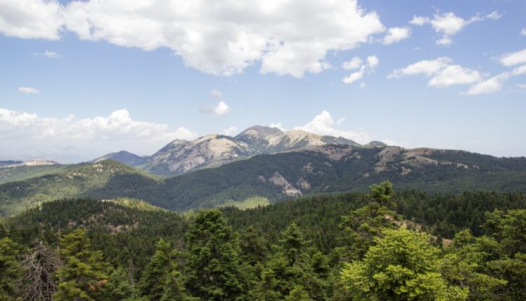 Σήμα-κινδύνου-για-τα-ελληνικά-δάση:-Ασθένειες,-ξήρανση-και-αδράνεια-φέρνουν-την-καταστροφή