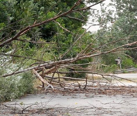Περισσότερες-από-250-κλήσεις-δέχτηκε-η-Πυροσβεστική-στη-Θεσσαλία-λόγω-θυελλωδών-ανέμων