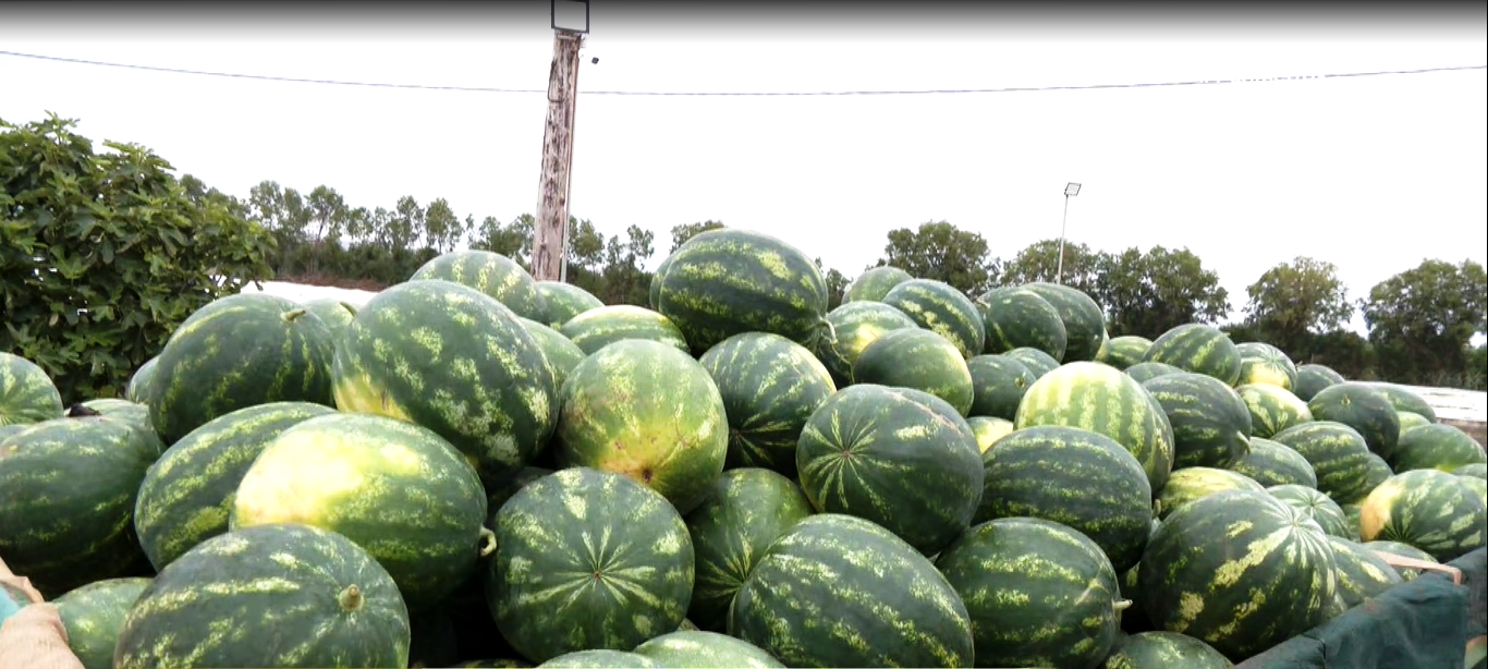 Μπλοκαρισμένη-η-εξαγωγή-καρπουζιών-Ηλείας,-Αχαΐας-και-Μεσσηνίας-–-Επιστολή-της-ΕΘΕΑΣ