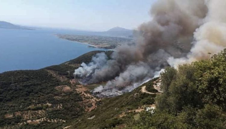 Φωτιά-σε-δασική-έκταση-στην-περιοχή-Πεντεόρια-Φωκίδας-–-Επιχειρούν-και-εναέρια-μέσα