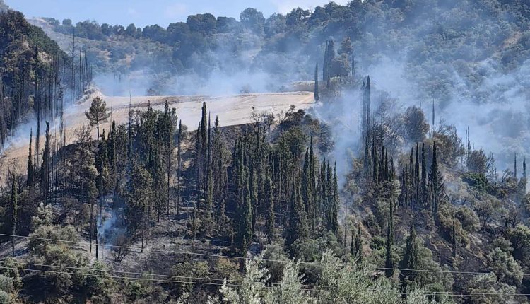 Αχαΐα:-Πυρκαγιά-στην-περιοχή-Νερατζιές-–-Περιορίστηκε-άμεσα-(βίντεο)