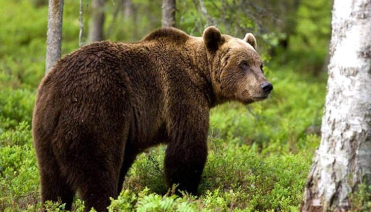 Καστοριά:-Νεκρή-αρκούδα-από-πυροβολισμό-–-Καταγγελία-από-την-«Καλλιστώ»