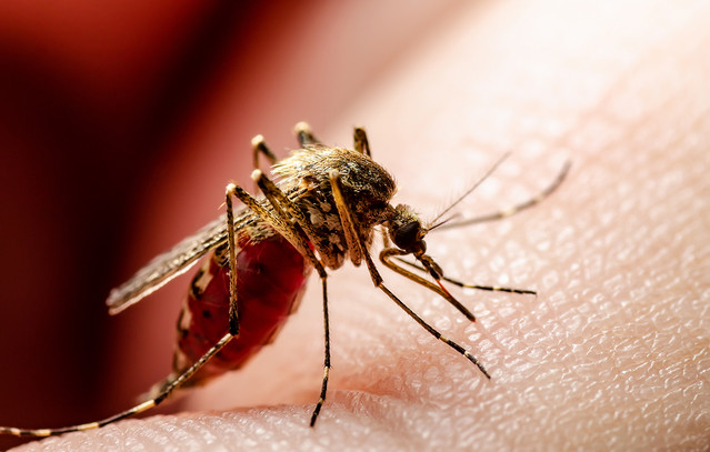 ΕΟΔΥ:-Τρία-νέα-κρούσματα-λοίμωξης-από-τον-ιό-του-Δυτικού-Νείλου-την-τελευταία-εβδομάδα