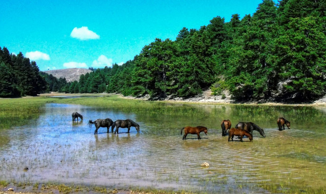 Η-αλμύρα-του-Έβρου-απειλεί-τα-150-άγρια-άλογα-σε-νησίδα-του-ποταμού-–-Αγώνας-δρόμου-για-τη-διάσωσή-τους