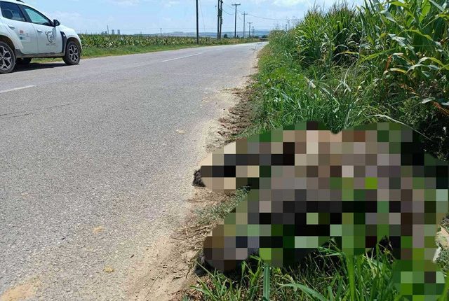 Ακόμη-μια-νεκρή-αρκούδα-στη-Δυτική-Μακεδονία-–-Συγκρούστηκε-με-αυτοκίνητο-στον-δρόμο-Αμυνταίου-Καστοριάς