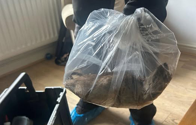 Τεράστιοι-αρουραίοι-σκορπούν-τον-τρόμο-στην-Αγγλία-–-Τρωκτικό-σε-μέγεθος-γάτας-εντοπίστηκε-σε-σπίτι