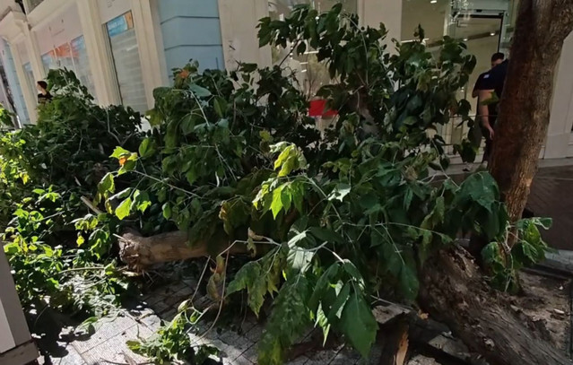 Πτώση-δέντρου-στην-Ερμού-λόγω-ισχυρών-ανέμων-–-Αναστάτωση-στο-κέντρο-της-Αθήνας