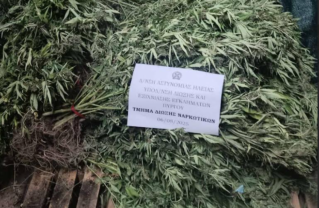 Εγκληματικές-οργανώσεις-διακίνησης-ναρκωτικών-με-κοινό-αρχηγό-εξάρθρωσε-η-Δίωξη-Ναρκωτικών-Πύργου