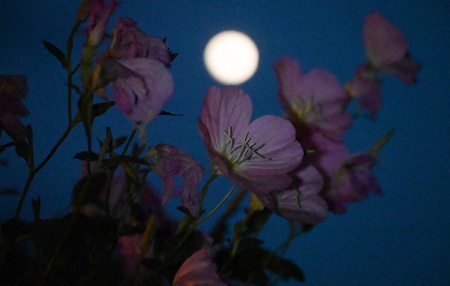 «Πανσέληνος-του-Οξύρρυγχου»:-Τι-κρύβεται-πίσω-από-το-πιο-εντυπωσιακό-φεγγάρι-του-καλοκαιριού;