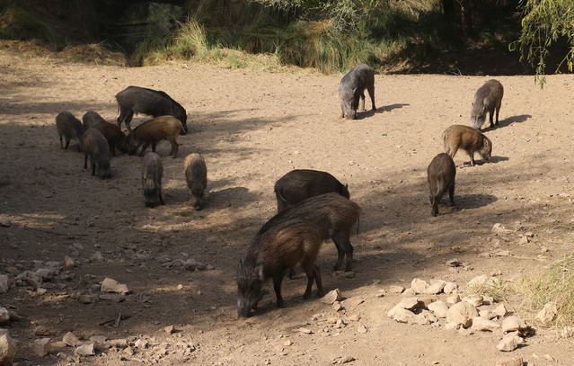 Δικυκλιστής-τράκαρε-με-αγριογούρουνα-στα-Τρίκαλα-–-Μεταφέρθηκε-στο-νοσοκομείο-με-κατάγματα