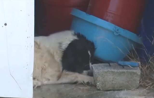 Φωτιά-στην-Κερατέα:-Διασώστης-προσπαθεί-να-σώσει-σκύλο-που-τον-έχουν-κυκλώσει-οι-φλόγες