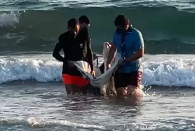 Μυτιλήνη:-h-τιτάνια-μάχη-για-να-σωθεί-το-μικρό-δελφίνι-«Ορφέας»