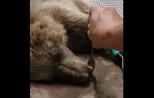 Αρκούδα-τραυματίστηκε-σοβαρά-από-τροχαίο-στην-Καστοριά-–-Συγκρατημένα-αισιόδοξοι-είναι-οι-φροντιστές-του-«Αρκτούρου»