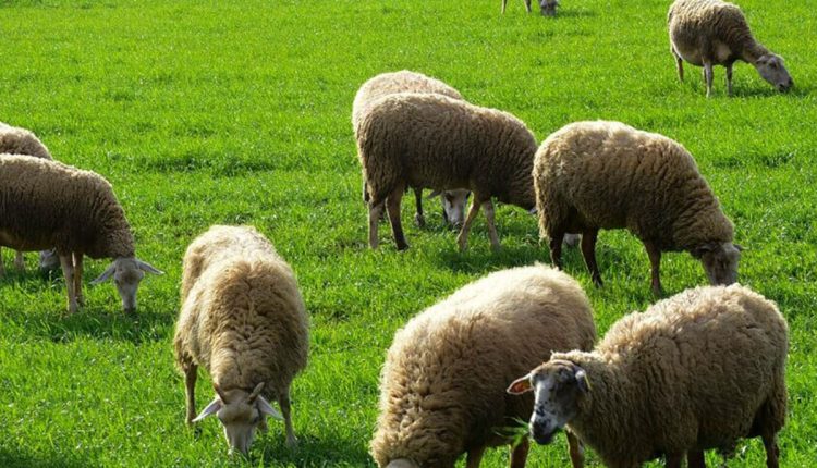 Παρέμβαση-Περιφέρειας-Πελοποννήσου-–-Στο-ανώτατο-επίπεδο-η-αποζημίωση-για-ζωοτροφές-στους-κτηνοτρόφους-της-Κορινθίας-–-Περιφέρεια-Πελοποννήσου