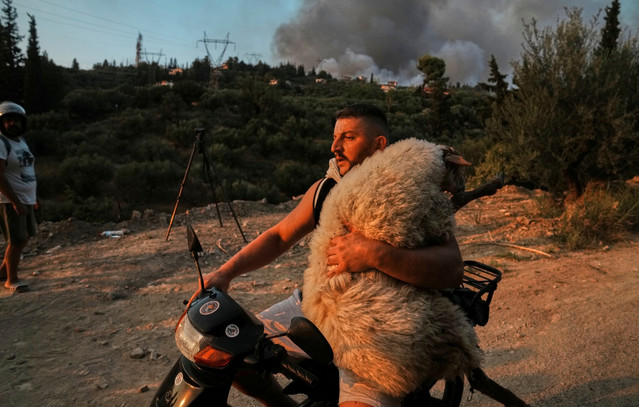 Η-ανθρωπιά-σε-μια-εικόνα:-Ο-νεαρός-που-έσωσε-πρόβατο-από-τις-φλόγες-στην-Πάτρα,-αγκαλιά-πάνω-σε-μηχανάκι